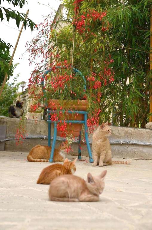 Faith'S Stone House Pension Simou Buitenkant foto